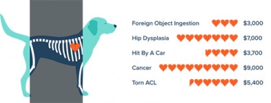 [박순석의 동물병원 24시] 반려동물 입양, 마음만으로 책임질 수 없다