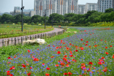 [新팔도유람] 전남 장성 황룡강 洪길동무 꽃길축제