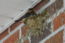 [독자가 찍다 - 나도 사진기자] 제비집