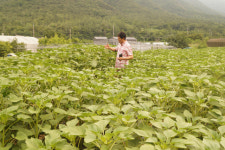 경북 김천 아포읍 대성2리 '대성지 해바라기 축제'