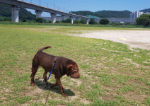 [강추! 대구경북 애견동반 산책길 50]<11>방천리 야구장 일대