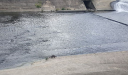 대구 신천 남산고 부근 수중보 서성이는 수달