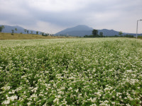경북 구미 도개면 일대 낙동강 둔치에 새하얀 메밀꽃밭 장관