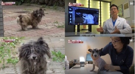 [박순석의 동물병원 24시] 반려동물 등록은 생명을 책임지겠다는 사회적 약속이다