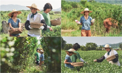 일로 만난 사이 이효리·이상순 출연, 나이는?…제주도 녹차밭 일손 도와