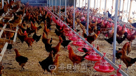 입실닭도매센타 | 육계값 오른다고?…닭 도매업자들은 가슴 앓이