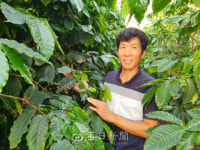 청송에 세계 특허 커피와 커피 농장 있다!