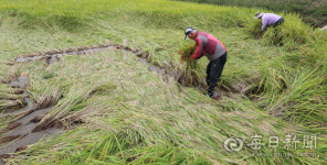 [포토뉴스] 태풍에 쓰러진 벼 다시 세우는 경북지역 농민들