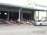 풍년의 역설…과수 생산량 늘지만, 가격 떨어져 농민 울상