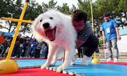 [포토뉴스] 반려동물축제...반려견과 함께 림보 경기