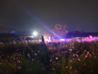 경산 하양 코스모스 작은음악회 11일 개최