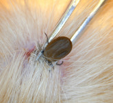 [박순석의 동물병원 24시] 가을철, 개 고양이 질병정보