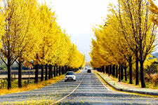 [흥] 가을과 겨울 사이, 대구경북 단풍 명소는?