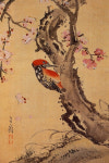 [이인숙의 옛그림 예찬]심사정(1707~1769) 딱따구리