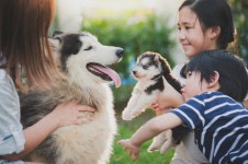 [박순석의 동물병원 24시] Dont Buy. Adopt. 사지 말고 입양합시다