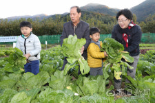 [포토뉴스] 도시텃밭서 김장 배추 수확해요