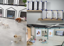 유치원과 호텔링을 동시에…이색 애견 호텔 펫 브릿지