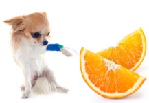 [박순석의 동물병원 24시] 비타민C는 동물에게 약일까? 독일까?