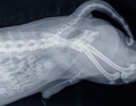 [박순석의 동물병원 24시] 비타민C는 동물에게 약일까? 독일까?