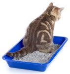 [박순석의 동물병원 24시] 소변에 담긴 건강정보…색깔·배뇨 자세에 주목