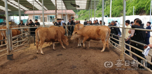 안동시, 5년연속 프리미엄 브랜드 대상 안동한우