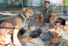 [포토뉴스] 대구 동구 사냥개 닭농장 침입