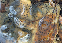 봄 같은 대구 겨울…도롱뇽, 이례적 1월 산란
