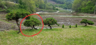 [단독] 상주 형제 법조인 선친 묘 향나무 잇단 실종, 왜?