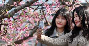 [포토뉴스] 경북 경산시, 복사꽃 활짝...봄 재촉