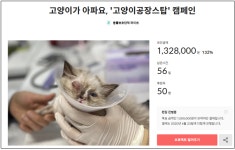 [박순석의 동물병원 24시] 고양이가 옮기는 질병, 알고보니 인간 책임