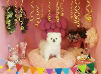 5일은 개린이·묘린이날’?…어린이날 신문화 풍경