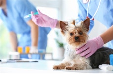 [박순석의 동물병원 24시] 내 개가 물건이라고? 반려동물의 법적 지위는?