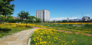 금계국으로 황금물결을 이룬 경산 남천둔치