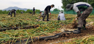 50사단 농촌 일손돕기