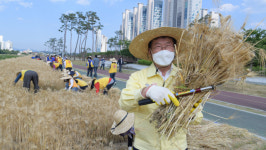 경북 영천시 행복나눔 보리베기 행사 가져