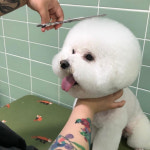 [반친소] 우리집 댕댕이 털 깎여놓으니 인물 나네 반려동물 미용사 실력 보실래요?