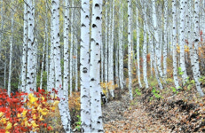 영양 죽파리 자작나무 숲, 국유림 명품숲에 선정