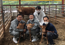 1% 미만 확률…안동 한우 세쌍둥이