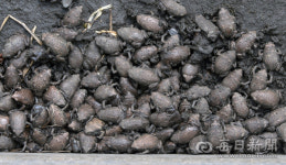 [시사뒷담] 달서구가 달성습지 개명? 그럼 서구 달서천은?