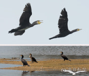 [시사뒷담] 달서구가 달성습지 개명? 그럼 서구 달서천은?