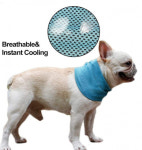 [박순석의 동물병원 24시] 여름철 반려견 야외 활동