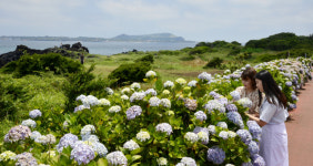 현직 해녀 가장 많은 제주 하도리…해녀의 삶 따라가보세요
