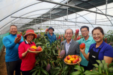 애플망고가 청도에서?…완전 후숙 후 첫 출하