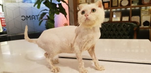 [박순석의 동물병원 24시] 고양이공장서 구조된 고양이 심심이