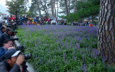 4년 만에 보라빛 융단 활짝…상주 솔숲 맥문동 장관