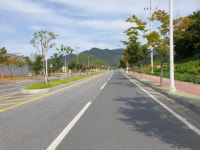 예천 가로수들 어디로?… 묻지마식 식재 논란