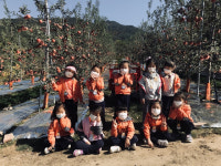 영주 4개 병설유치원생 사과따기 체험활동 전개