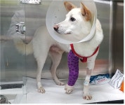 [박순석의 동물병원24시] 진돗개 앞다리 골절