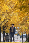 [포토뉴스] 은행 단풍에 물든 캠퍼스의 가을