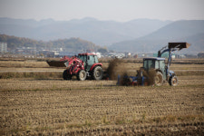 경북도, 의성 안계 이웃사촌 시범마을에 푸른 밀·유채꽃 심어